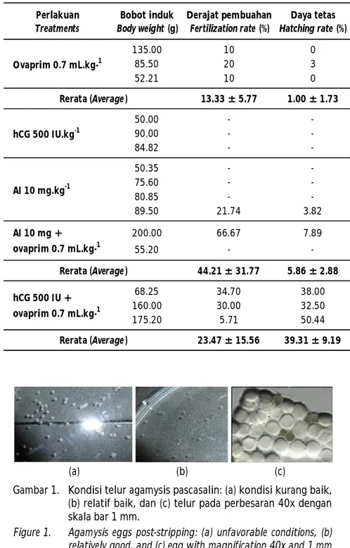 Tabel 4. Derajat pembuahan dan derajat penetasan telur ikan agamysis hasil pemijahan dengan penyuntikan hormon ovulasi yang berbeda Table 4