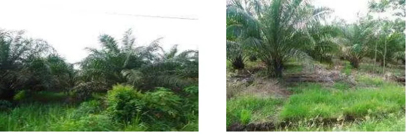Gambar 5. Kondisi Lahan kelapa sawit di Desa Sukadamai  ( 22 November 2014 )  Lahan usahatani untuk tanaman pangan sebagian besar sudah beralih fungsi menjadi tanaman kelapa sawait