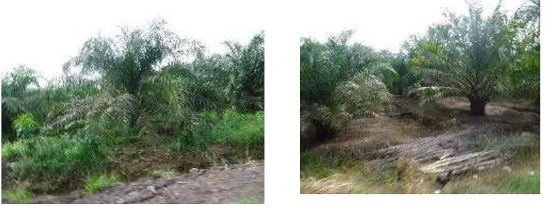 Gambar 6. Kondisi Lahan kelapa sawit di Desa Sukatani 