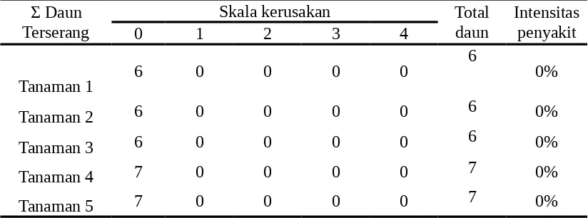 Tabel 13.  Data Intensitas Penyakit Pengamatan Pertama 