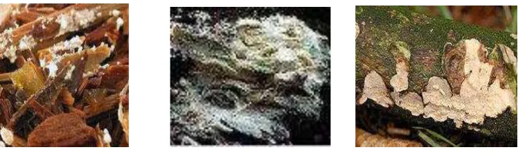 Gambar 4.  Jamur Phanerochaete chrysosporium 