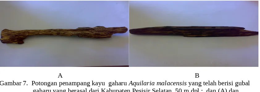 Gambar 7.  Potongan penampang kayu  gaharu Aquilaria malacensis yang telah berisi gubal gaharu yang berasal dari Kabupaten Pesisir Selatan  50 m dpl ;  dan (A) dan Kabupaten Mentawai paada ketinggian  10 m dpl (B) Sumatera Barat