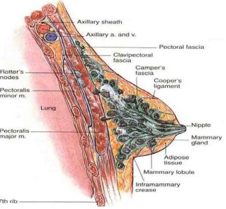 Gambar 1 Anatomi Payudara 