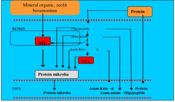 Gambar 1.  Proses degradasi protein dalam rumen (Sutardi, 1977) 