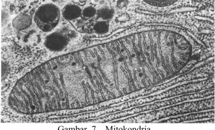 Gambar  7.   Mitokondria  Kloroplas 