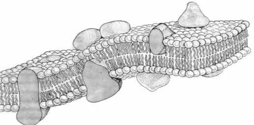Gambar 1.   Struktur membran plasma 