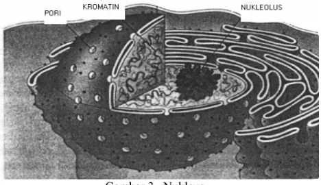 Gambar 3.  Nukleus  Sitoplasma 