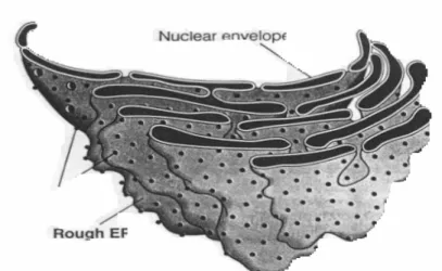 Gambar 4. Mikrograf elektron Retikulum Endoplasma   Ribosom 