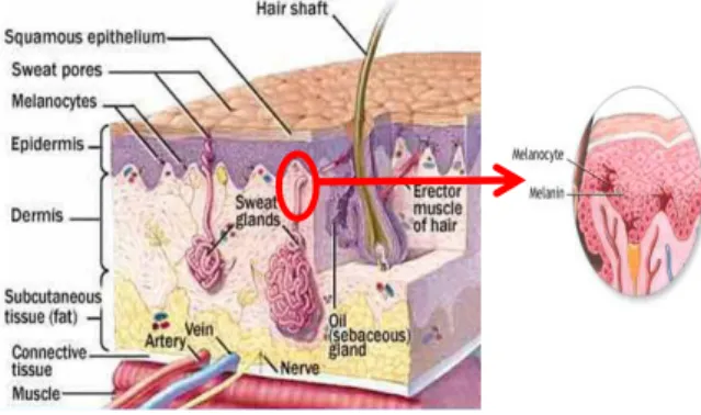 Gambar 1. Pigmen melanin pada kulit  Warna  kulit  ditentukan  oleh  pigmen  melanin  dalam  kulit,  yang  dibuat  oleh  sel  melanosit  di  bagian  bawah  lapisan  epidermis  dan  di  sekitar  folikel  rambut,  untuk  kemudian  ditransfer  ke  lapisan  at