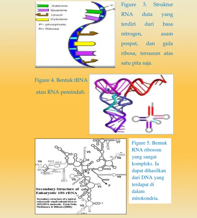 Figure 4. Bentuk tRNA   atau RNA pemindah. 
