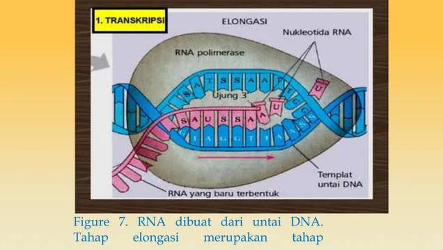 Figure  7.  RNA  dibuat  dari  untai  DNA. 