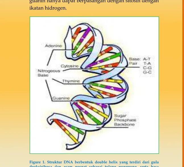 Figure  1.  Struktur  DNA  berbentuk  double  helix  yang  terdiri  dari  gula  deoksiribosa  dan  asam  pospat  sebagai  tulang  punggung,  serta  basa  nitrogen yang terdiri dari timin, adenin, guanin dan sitosin didalamnya