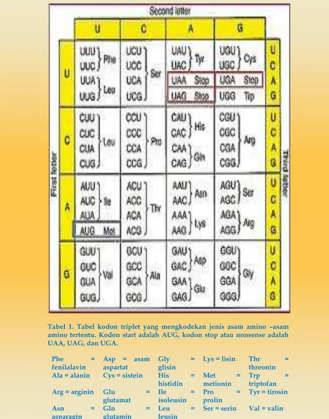 Tabel  1.  Tabel  kodon  triplet  yang  mengkodekan  jenis  asam  amino  –asam  amino tertentu