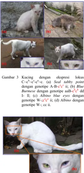 Gambar  2  Kucing dengan ekspresi dari lokus  B~b~b 1 . (a) Solid black dengan genotipe  aa B-C-D-ii; (b) Chocolate classic tabby  dengan genotipe A-bb  C-D-ii t b t b  ; (c)  Cinnamon mackerel tabby dengan  genotipe A-b 1 b 1  C-D-ii T-