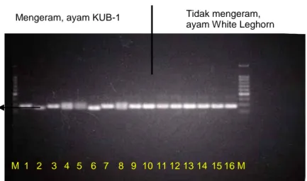 Gambar 8. Pola pita promotor prolaktin ayam KUB-1 dan ayam White Leghorn  Tipe mengeram W1 homosigot (AA): 2, 6 