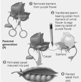Gambar 2: Proses Percobaan Mendel 