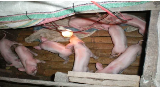 Gambar  Kandang sapihan (brooder) tradisional