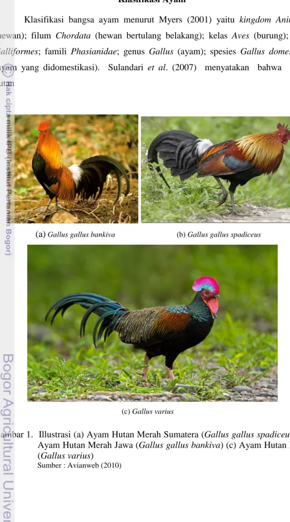 Gambar 1.  Illustrasi (a) Ayam Hutan Merah Sumatera (Gallus gallus spadiceus) (b)   Ayam Hutan Merah Jawa (Gallus gallus bankiva) (c) Ayam Hutan Hijau  (Gallus varius) 