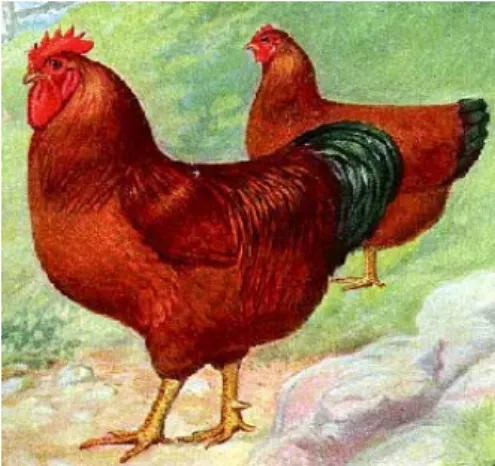 Gambar 2.  Illustrasi Ayam Rhode 