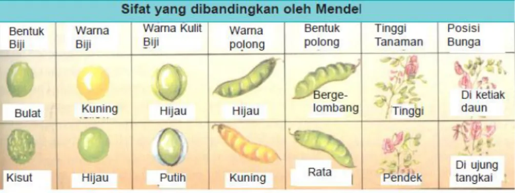 Gambar 3 Sifat Beda pada Kacang Ercis 