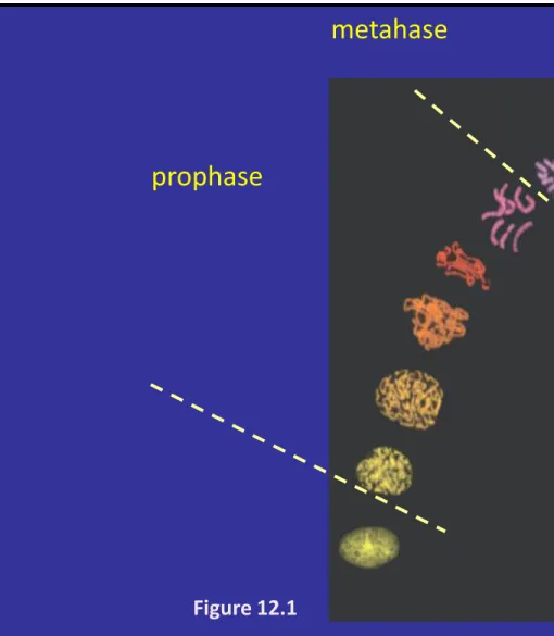 Figure 12.1 prophase  1X metahase Anaphase Telophase Cytokinesis 