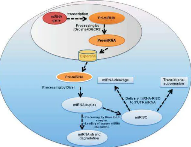 Gambar 2.3. Biogenesis MicroRNA (Pal and Pal, 2013). 