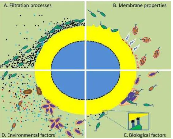 Figure 21 Mechanisms of initial adhesion between cells and membrane during 