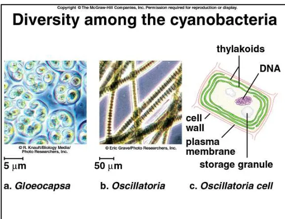 Gambar 1.8.5.2. Cyanobacteria 