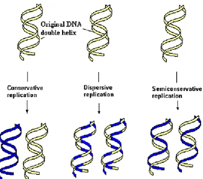 Gambar 1. Teori replikasi DNA 6 
