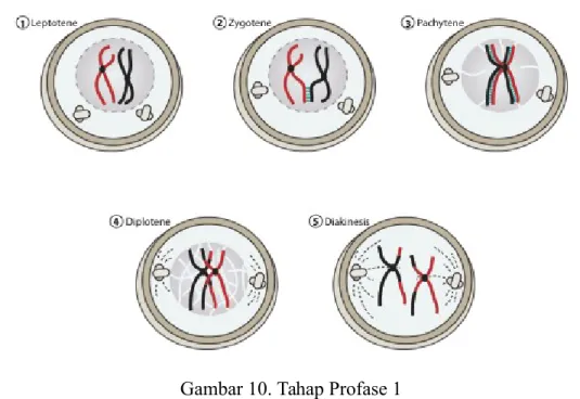Gambar 10. Tahap Profase 1