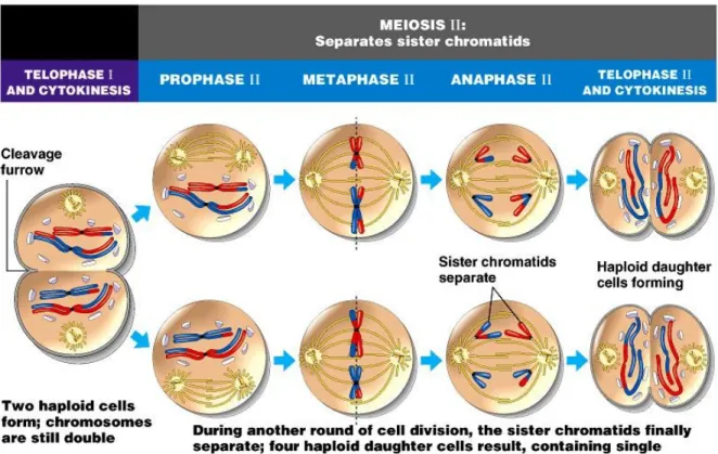 Gambar 11. Meiosis II