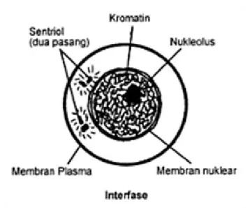 Gambar 2. Fase Interfase
