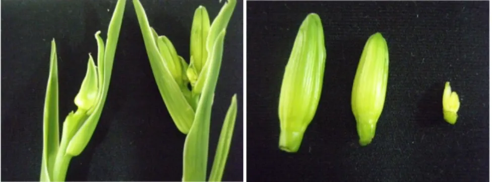 Gambar 10. Mikrospora Lili yang Digunakan untuk Pengamatan Meiosis