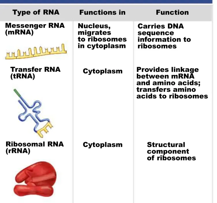 Table 14.2 Types of RNA