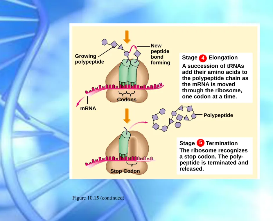 Figure 10.15 (continued) Stage       Elongation4GrowingpolypeptideCodonsStage       Termination5mRNANewpeptidebondformingStop Codon