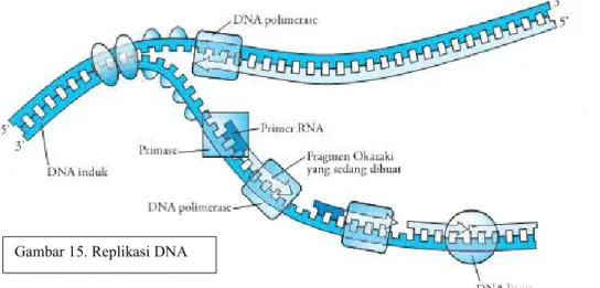 Gambar 15. Replikasi DNA 