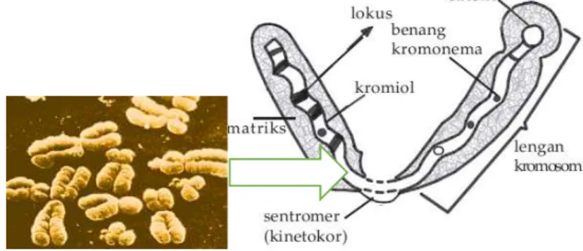 Gambar 5. Struktur kromosom dari samping. 