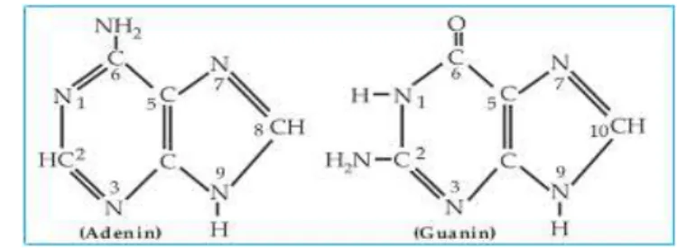 Gambar 10. Ruang bangun Purin: Adenin dan Guanin 