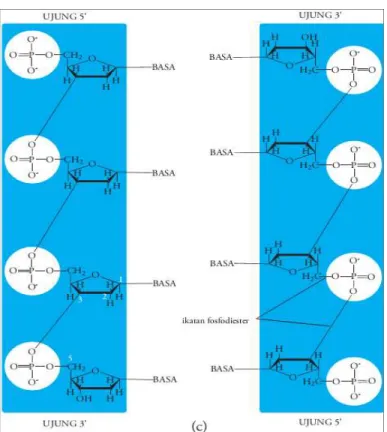 Gambar 13. Polaritas (kutub) di kedua ujung untai polinukleotida yang berlawanan  Sumber: Watson, DNA Rekombinandalam Rochmah Biologi SMA kelas XII BSE  DNA heliks ganda mempunyai polaritas (kutub) di kedua ujung untai polinukleotida yang  berlawanan