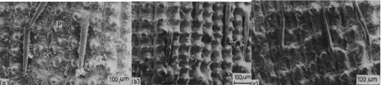 Gambar 2.1 merupakan hasil analisis dengan SEM (Scanning Electron Microscopy) dari  bagian  luar  epidermis  dari  sekam  padi,  sekam  padi  terbakar,  dan  abu  putih  sekam  padi  (Krishnarao, 1992)