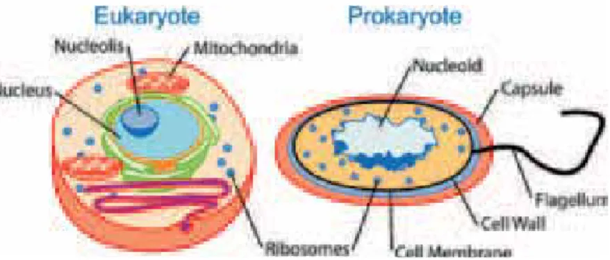 Gambar 2.1: Sel eukariot dan prokariot