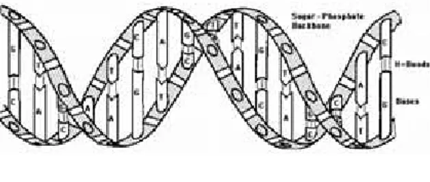 Gambar 2.2: DNA