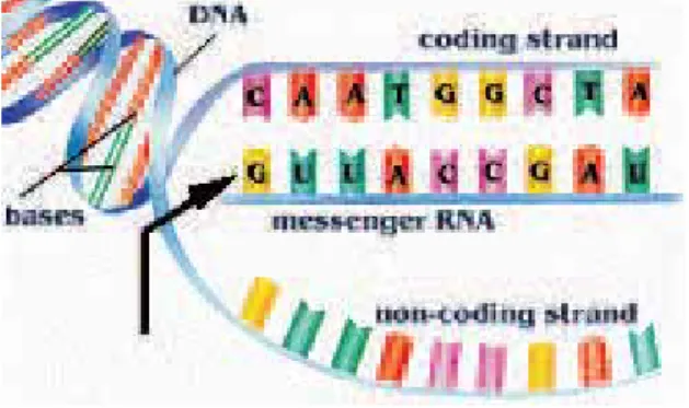 Gambar 2.3: mRNA yang merupakan salinan dari DNA