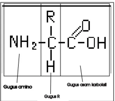 Gambar 2.4: Struktur asam amino