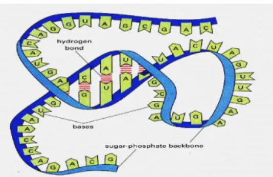 Gambar 4. DNA Repair 