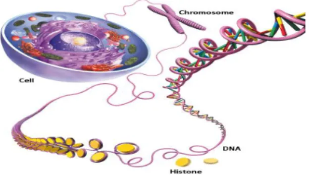 Gambar 1. DNA 