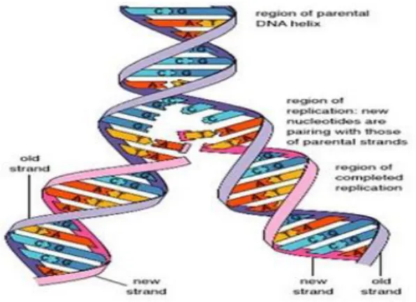 Gambar 3. Replikasi DNA 