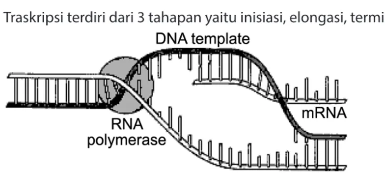Gambar 3.4  Pemisahan rantai ganda DNA dan pembentukan RNA duta