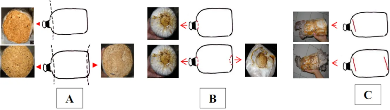 Gambar 1. Ilustrasi sobekan pada baglog (A) Pleurotus sp. (jamur tiram); (B) Ganoderma sp.(jamur lingzhi); (C) Auricu-