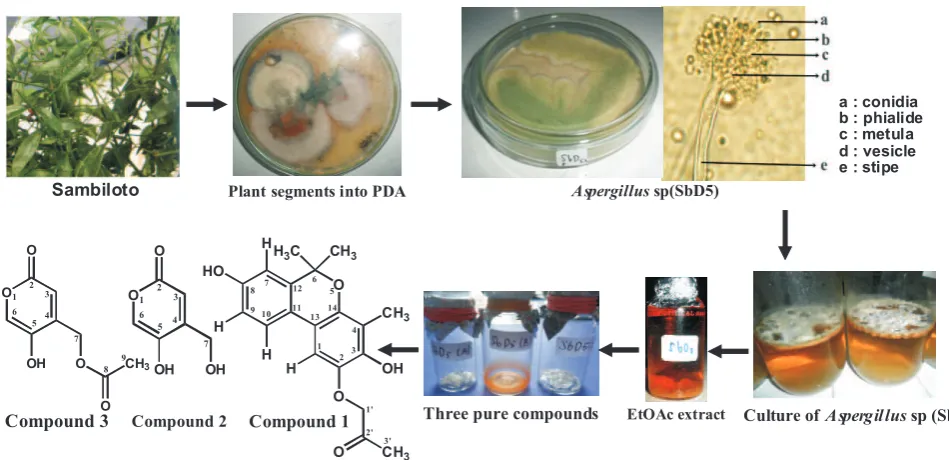 Fig 1 Isolation of the compounds from ethyl acetate extract of Aspergillus sp (SbD5) from the leaves of sambiloto.